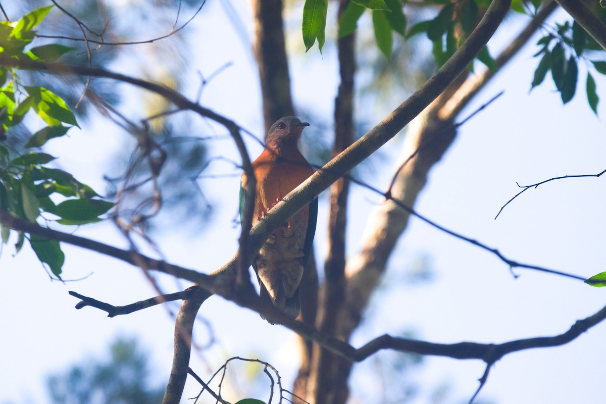 Purple-tailed Imperial-Pigeon - ML611411725