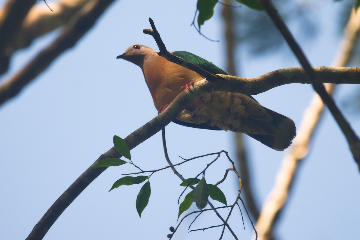 Purple-tailed Imperial-Pigeon - ML611411726