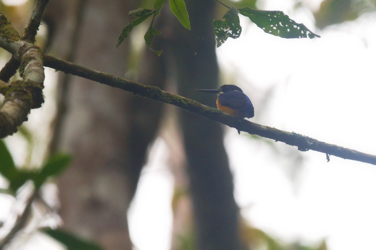 Papuan Dwarf-Kingfisher - ML611411801