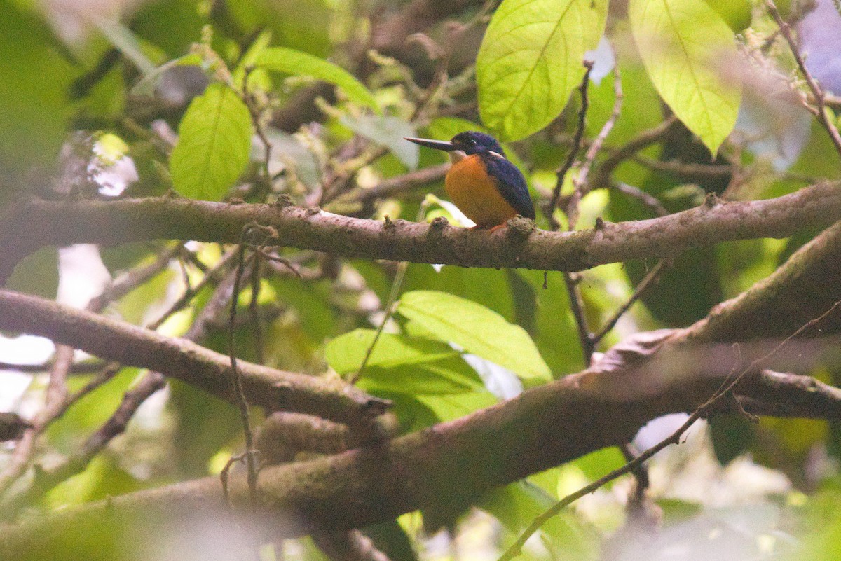 Papuan Dwarf-Kingfisher - ML611411803