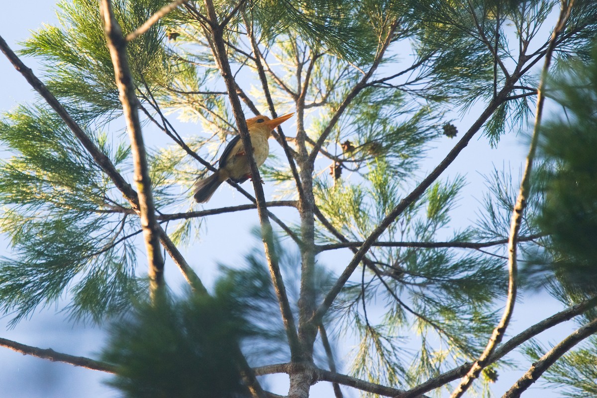 Yellow-billed Kingfisher - ML611411818