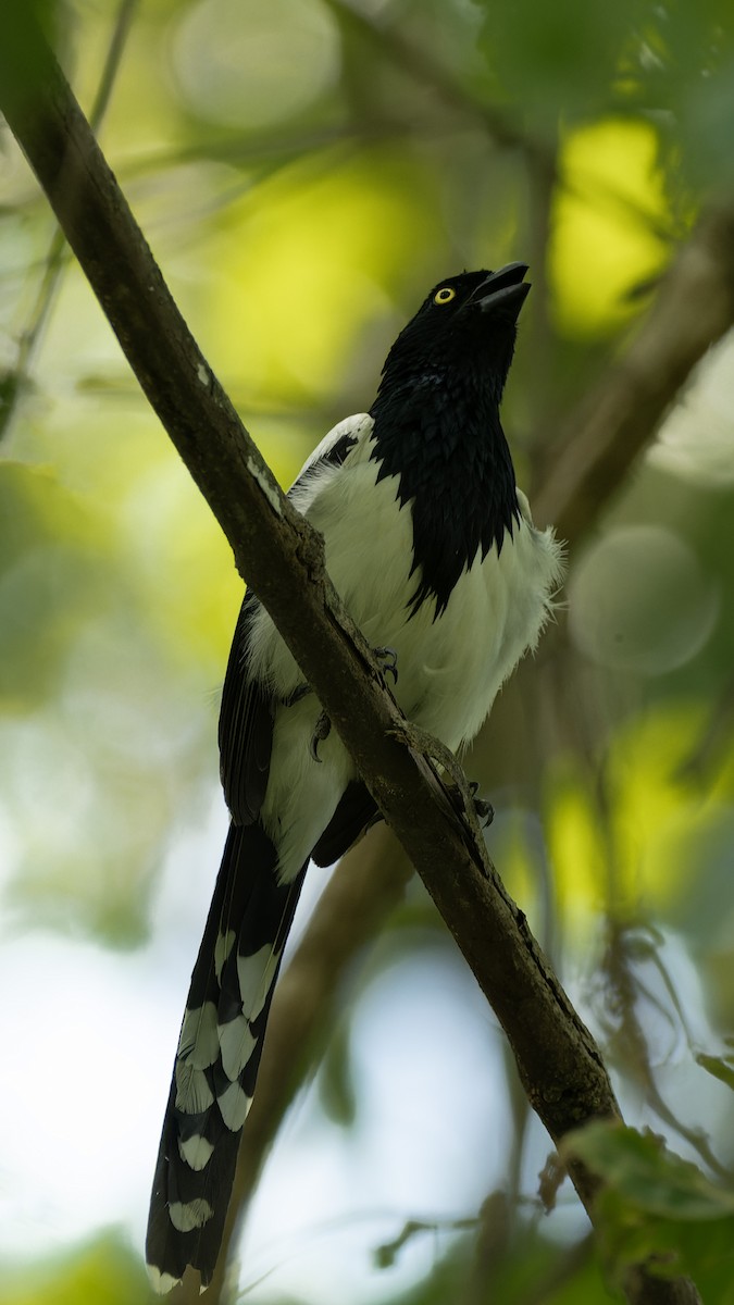 Magpie Tanager - ML611411935