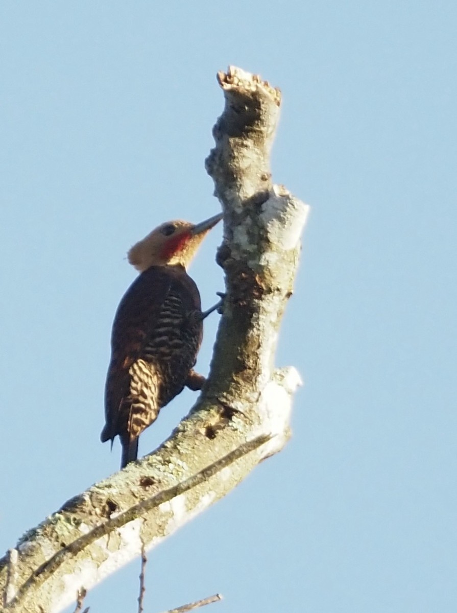 Ringed Woodpecker (Atlantic Black-breasted) - ML611412209