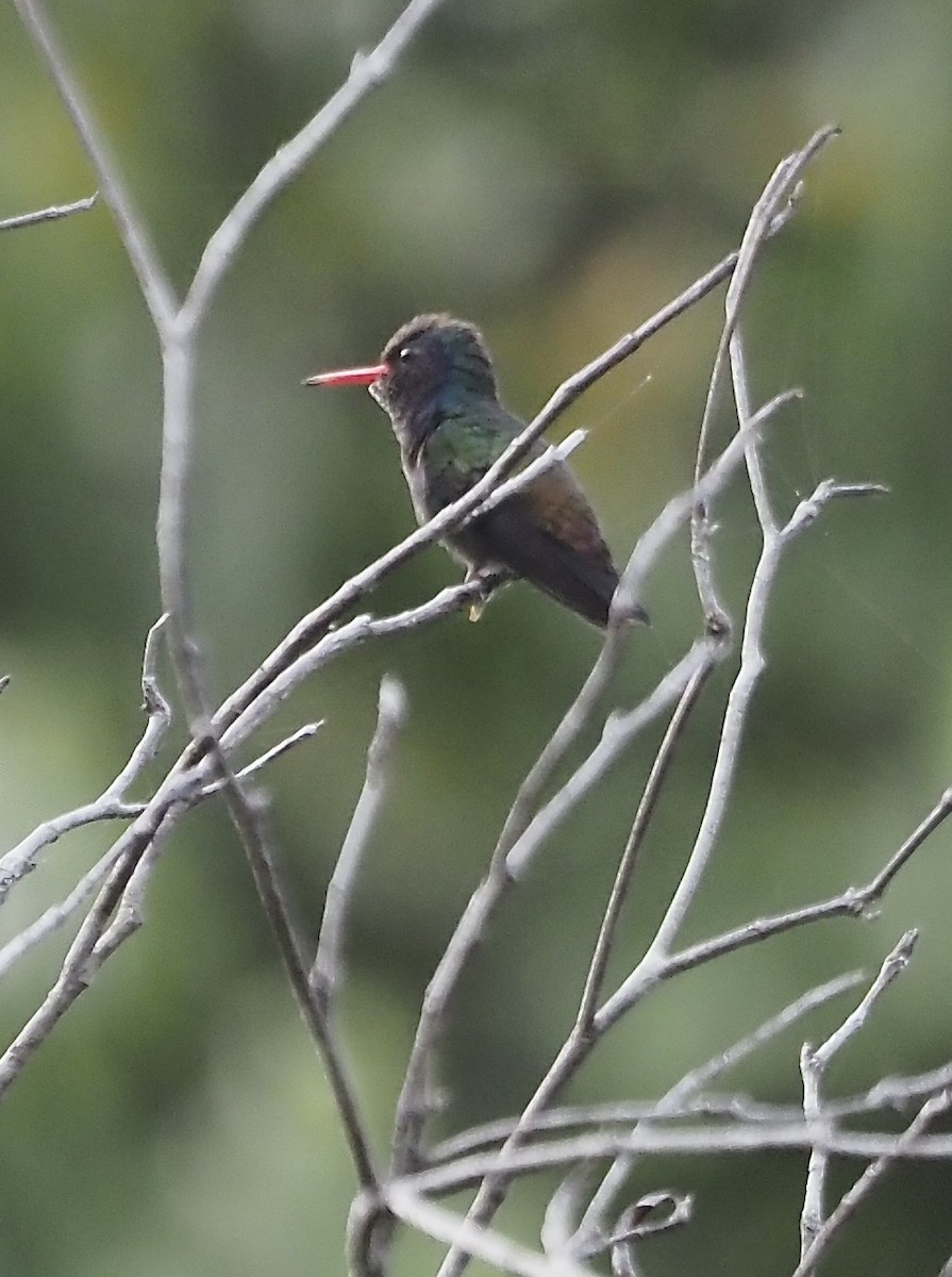 kolibřík savanový - ML611412332