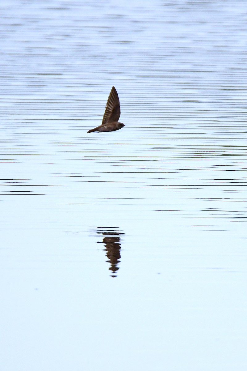 Northern Rough-winged Swallow - ML611412788