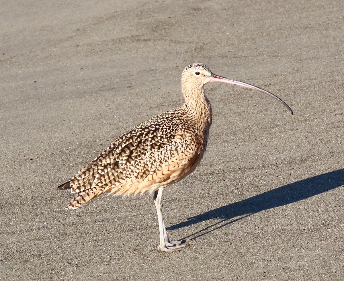Long-billed Curlew - ML611412847
