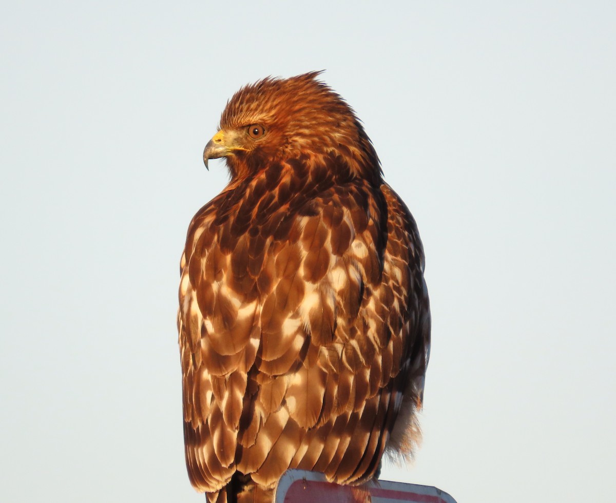 Red-shouldered Hawk - ML611412928