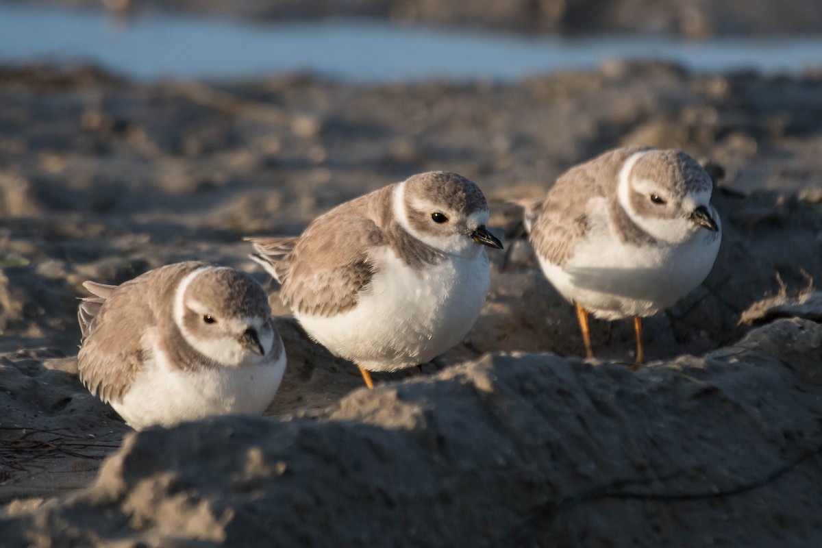 Piping Plover - ML611413278