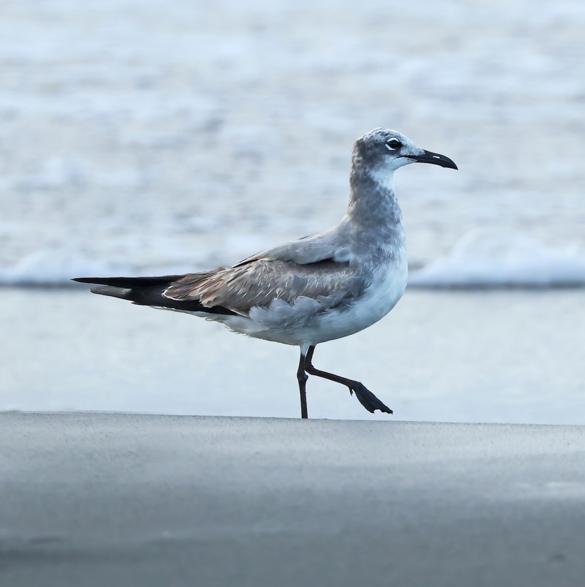 Antxeta mokogorri amerikarra - ML611413394