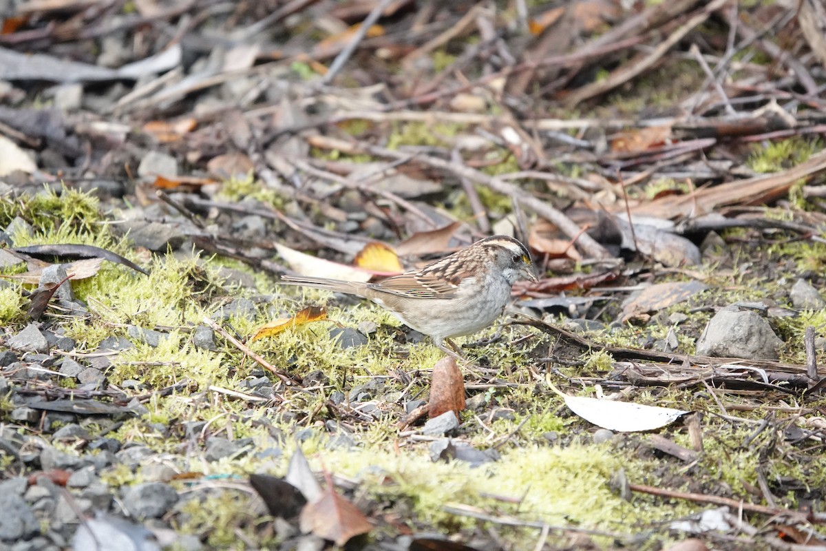 White-throated Sparrow - ML611413437