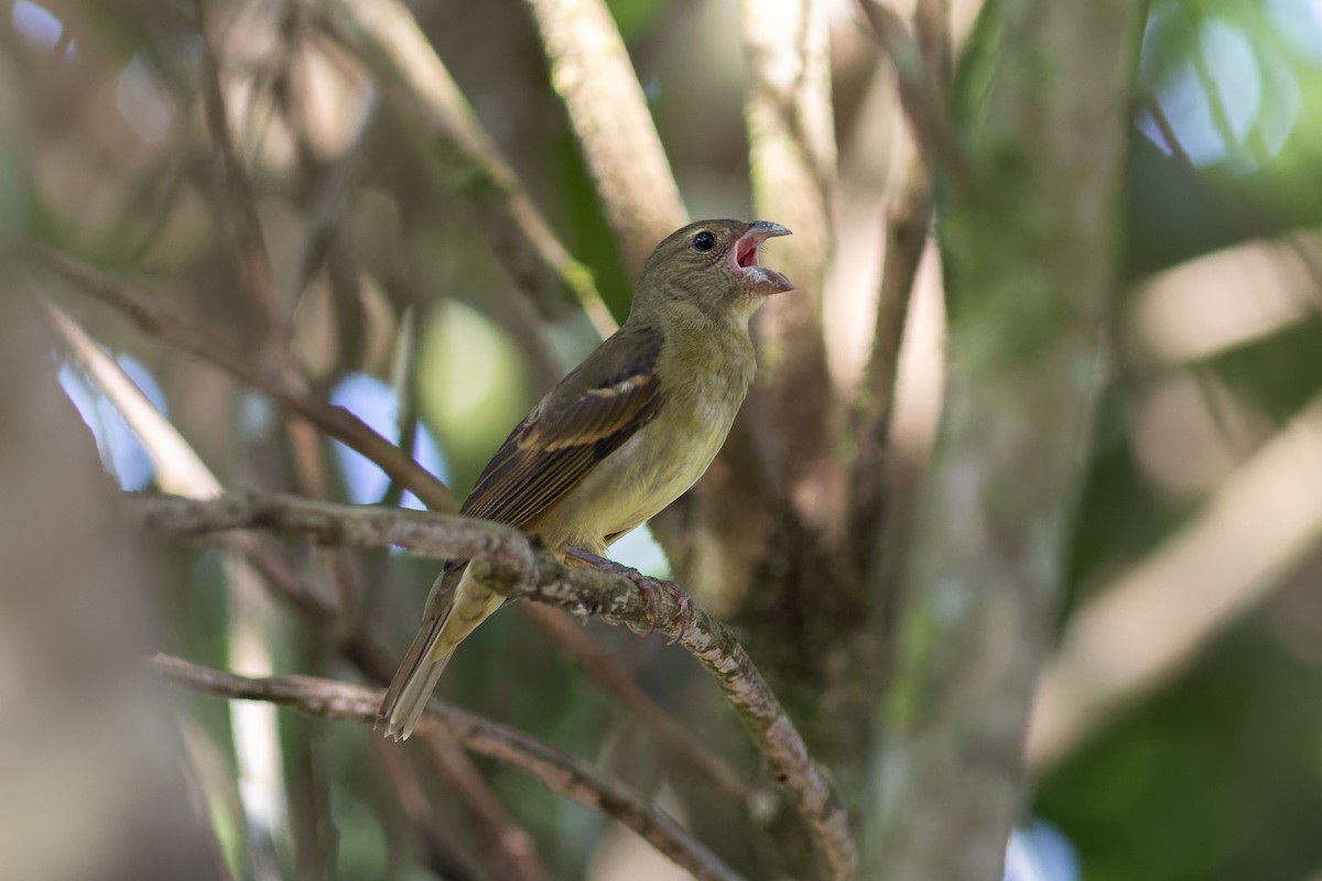 Buffy-fronted Seedeater - ML611413656