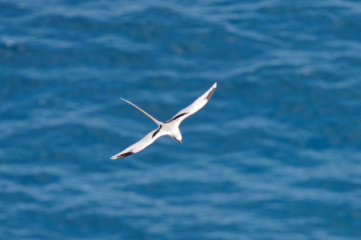 White-tailed Tropicbird - ML611413824