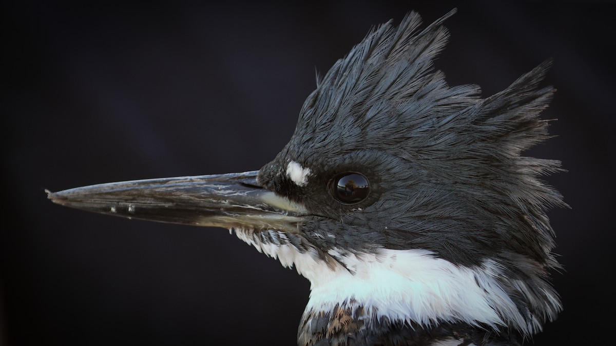 Belted Kingfisher - ML611413934
