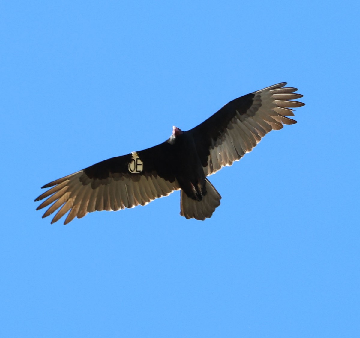 Turkey Vulture - ML611414340