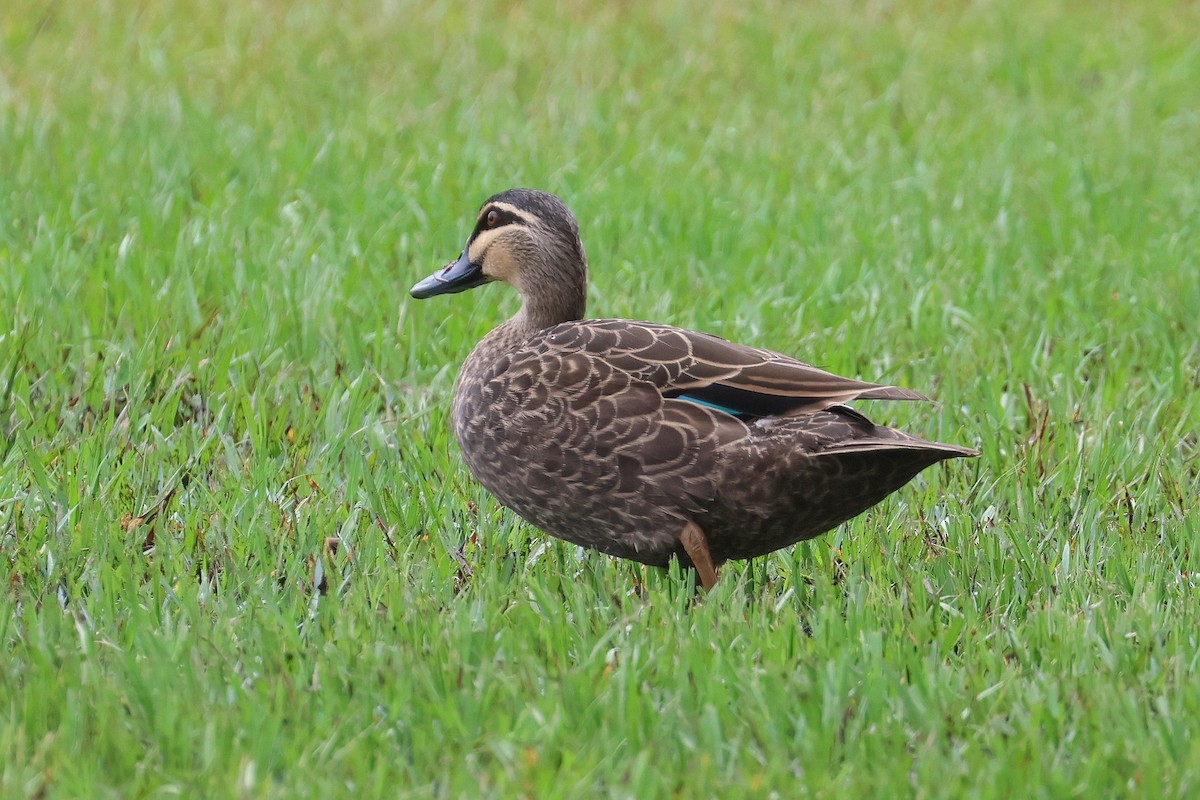 eBird Checklist - 22 Nov 2023 - O'Callaghan Park (Zillmere) - 26 species