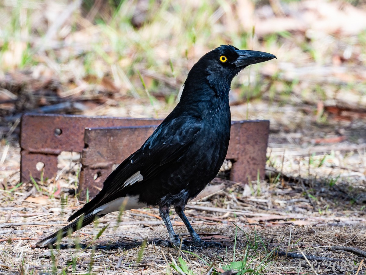 Pied Currawong - ML611414961