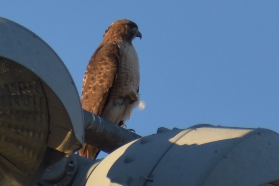 Red-tailed Hawk - ML611415093