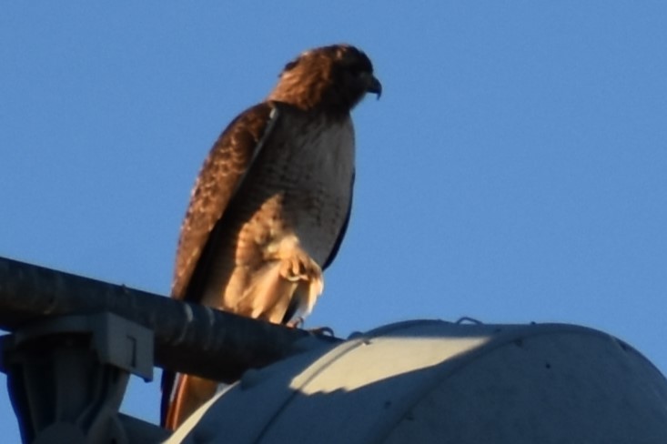Red-tailed Hawk - ML611415094