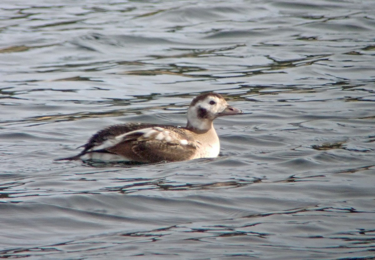 Long-tailed Duck - ML611415331
