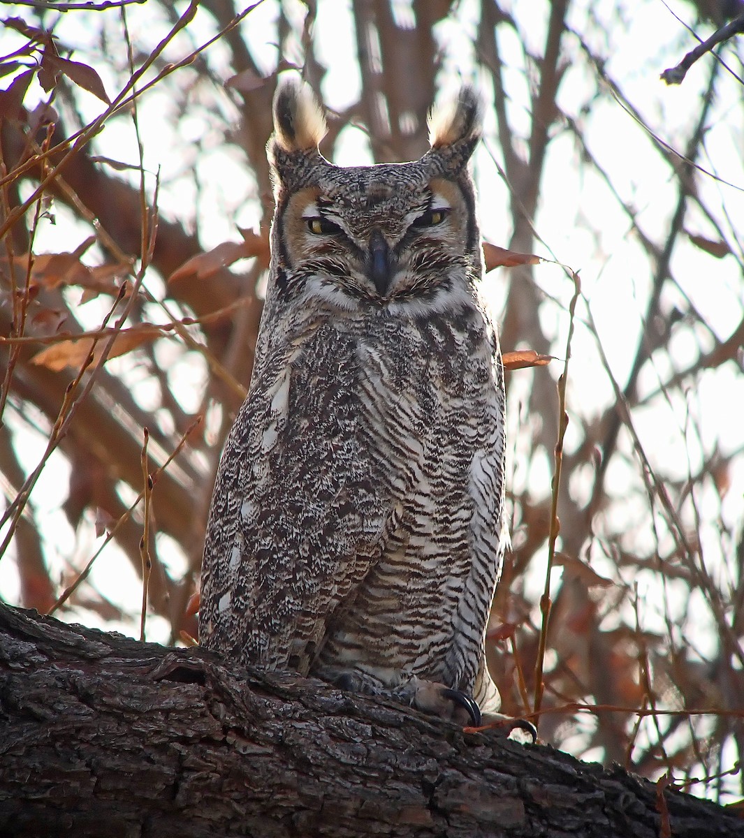 Great Horned Owl - ML611415399