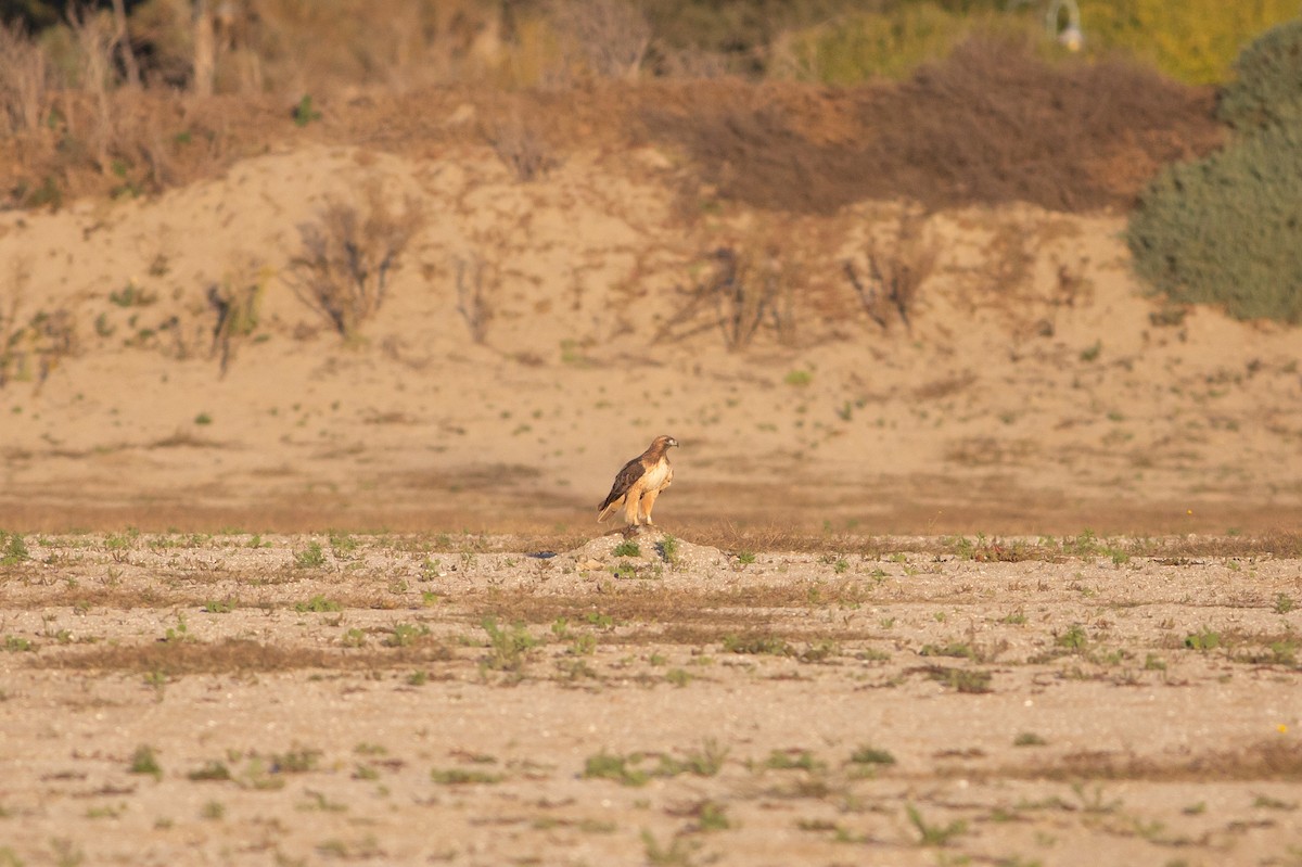 Red-tailed Hawk - ML611415580