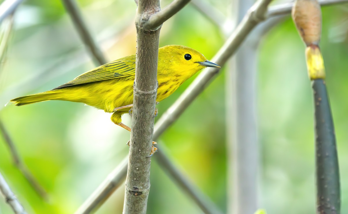 Yellow Warbler (Northern) - Connor Cochrane