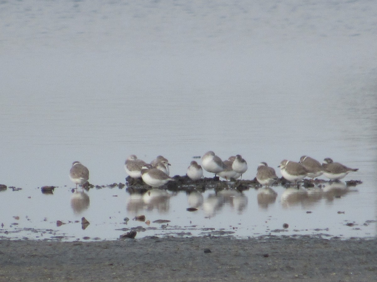 Piping Plover - ML611416456
