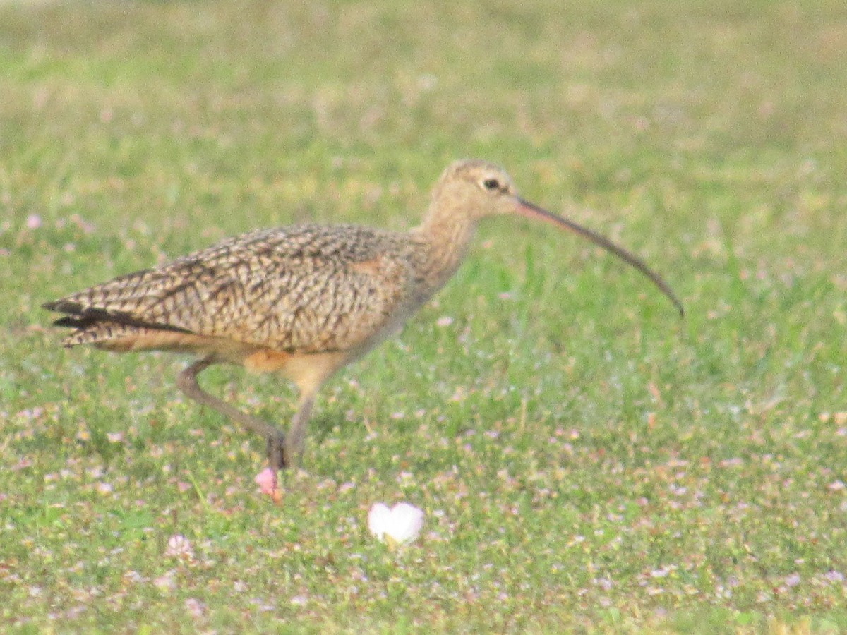 Long-billed Curlew - ML611416561