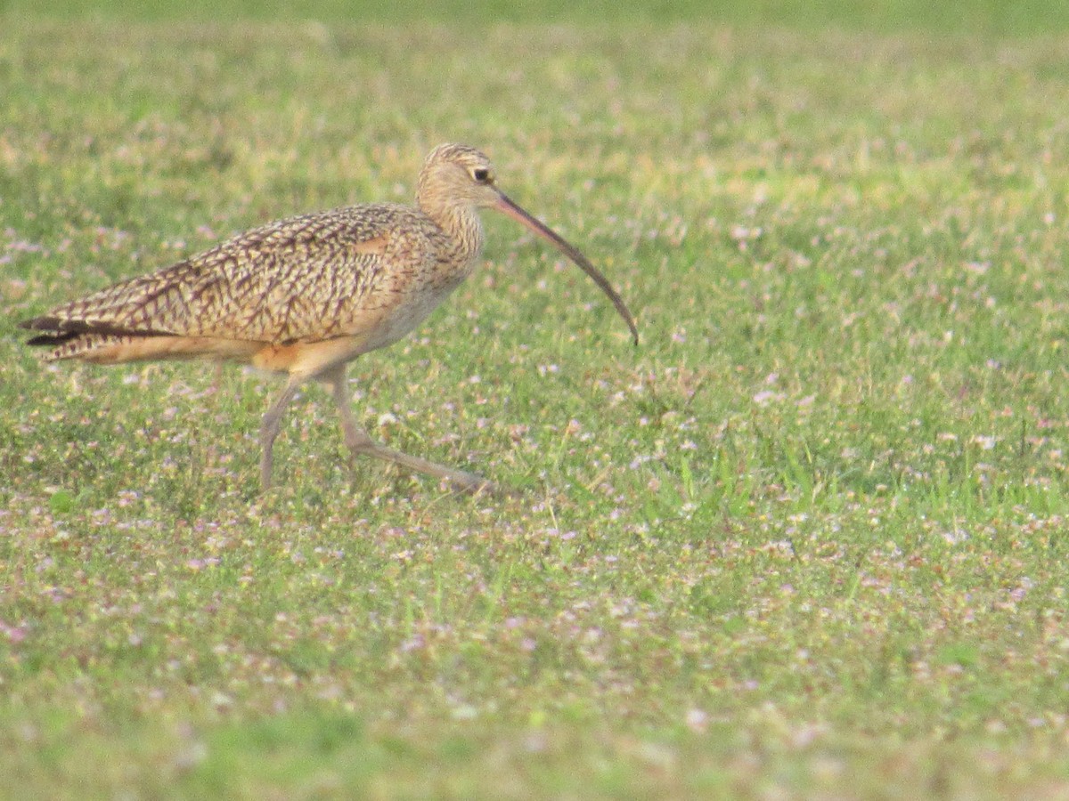 Long-billed Curlew - ML611416564