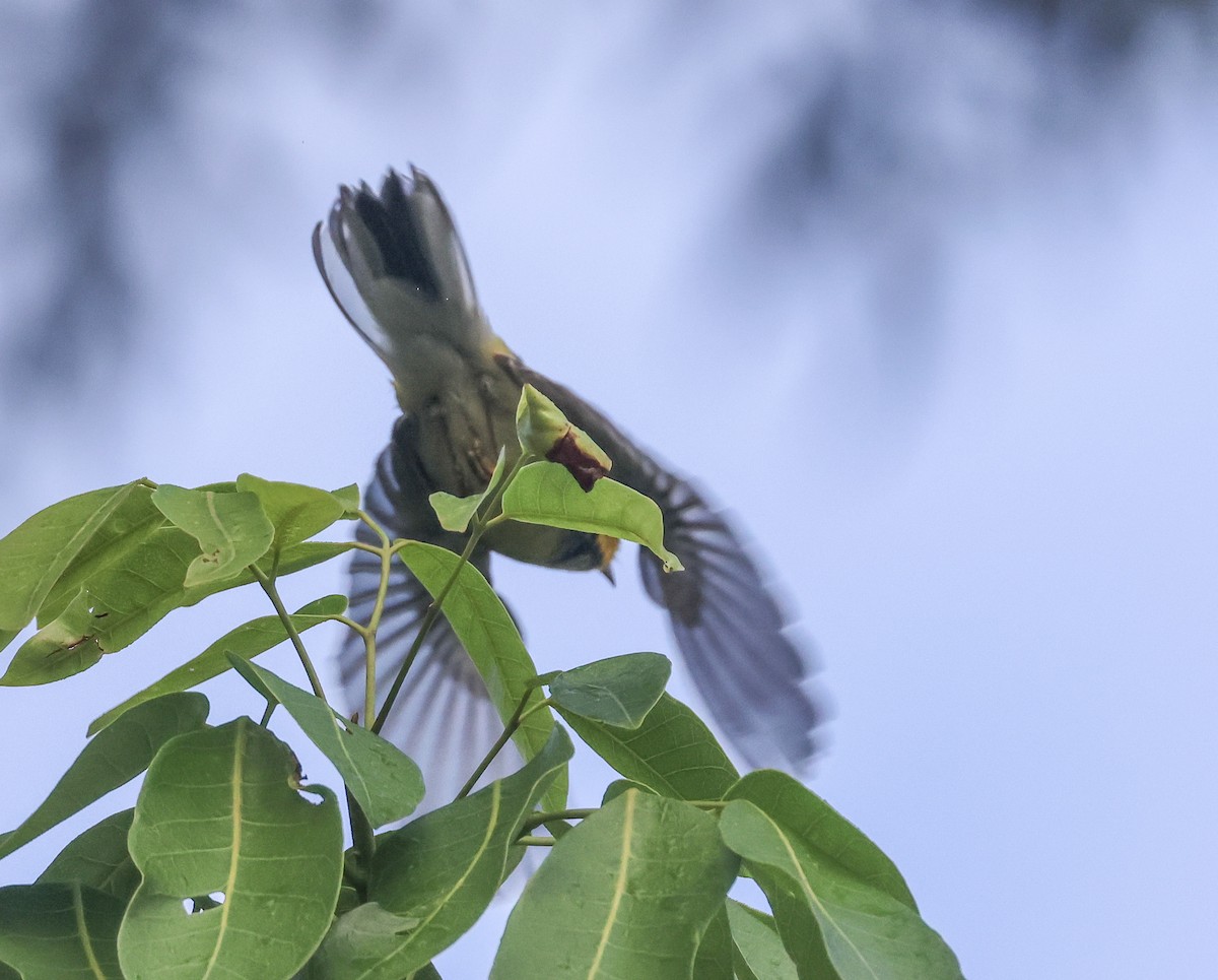 Black-throated Green Warbler - ML611416708