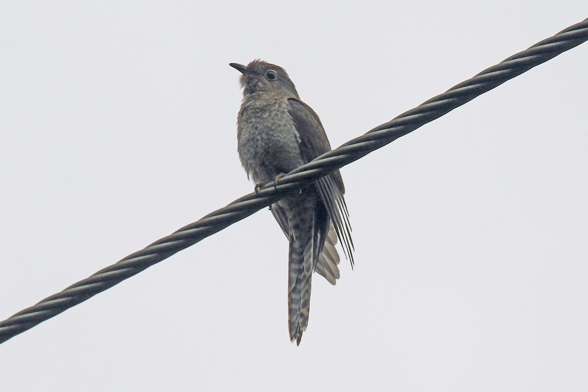 Fan-tailed Cuckoo - ML611416817