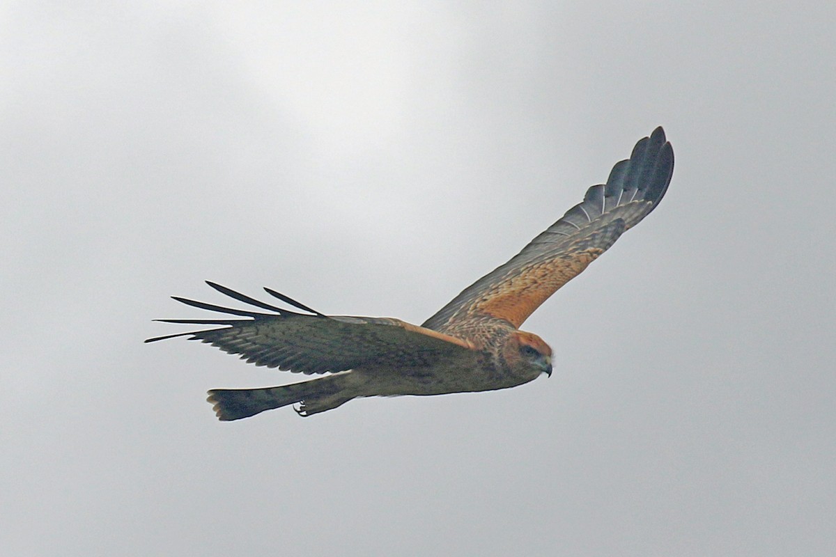 Spotted Harrier - Mary Hynes