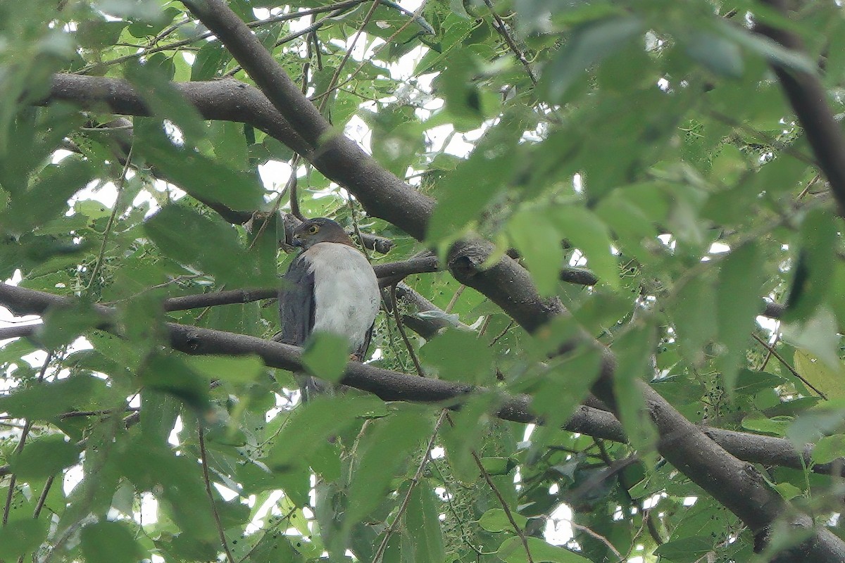 Rufous-necked Sparrowhawk - ML611417262