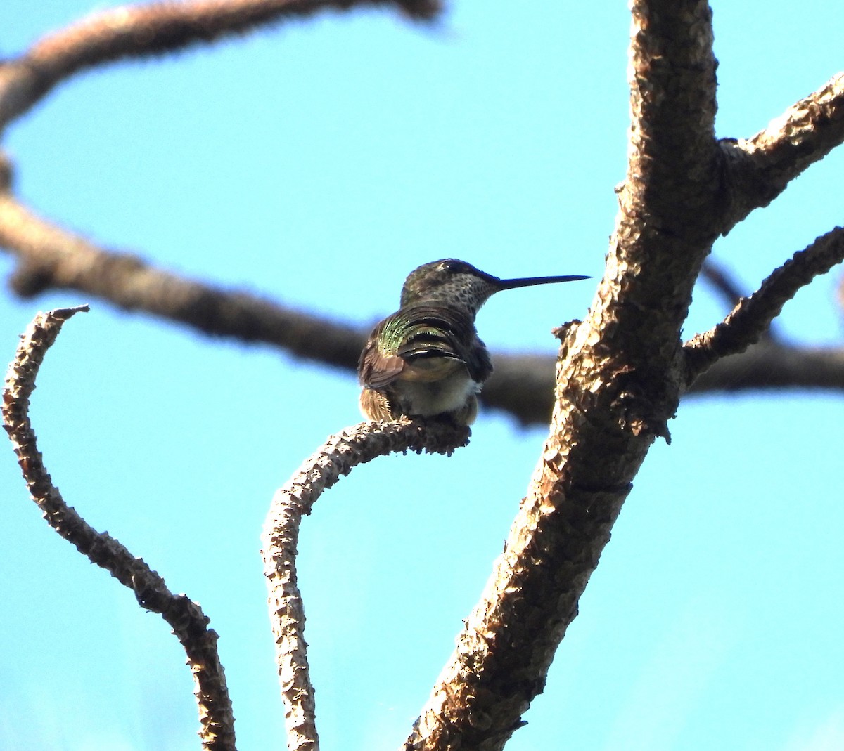 Ruby-throated Hummingbird - ML611417488
