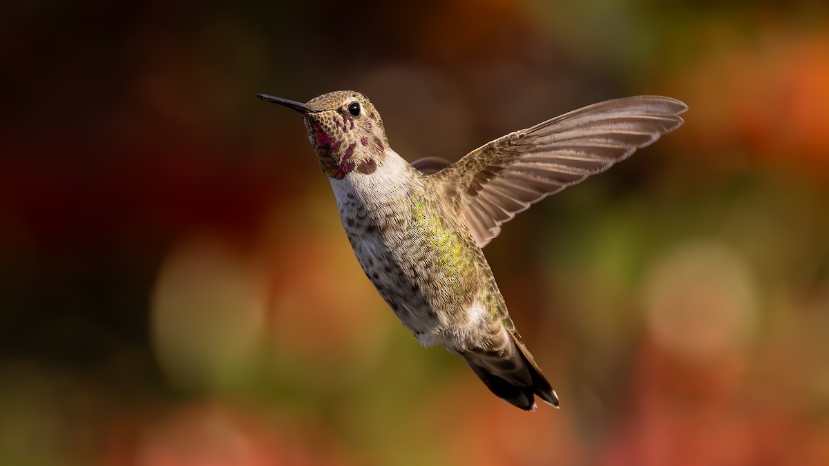 Anna's Hummingbird - ML611418132