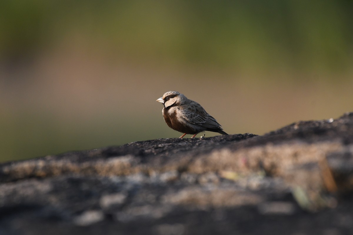 Ashy-crowned Sparrow-Lark - ML611418137
