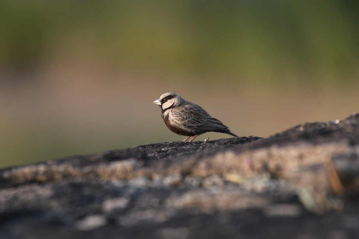 Ashy-crowned Sparrow-Lark - ML611418138
