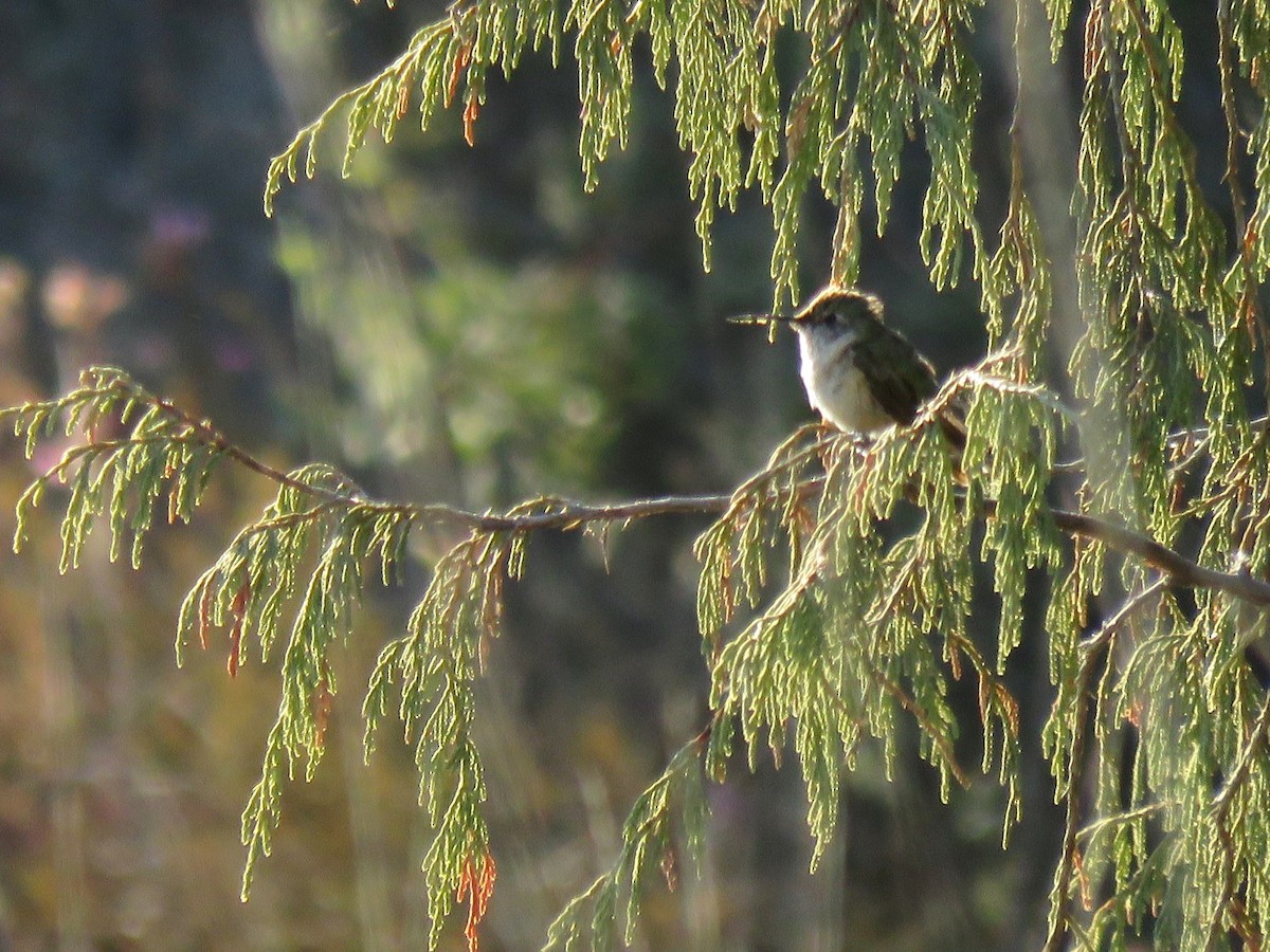 Broad-tailed Hummingbird - ML611418445