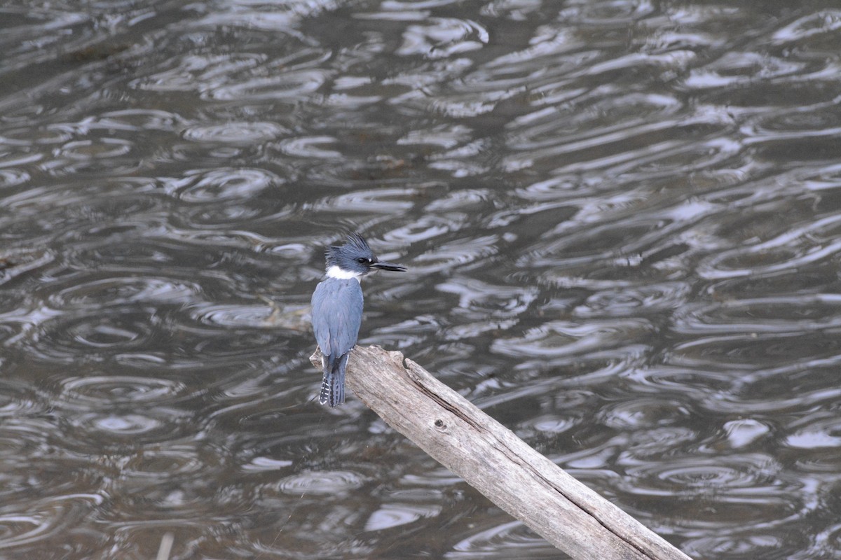 Belted Kingfisher - ML611418548