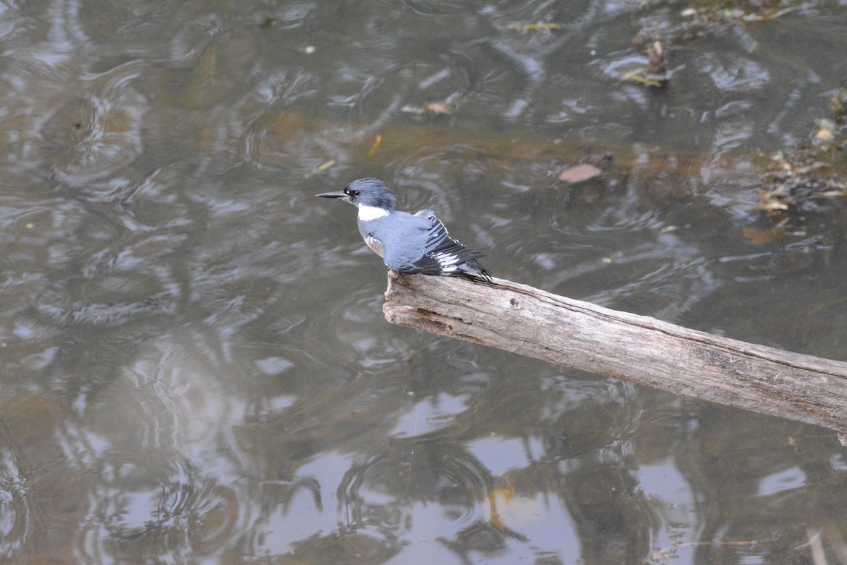 Belted Kingfisher - ML611418549