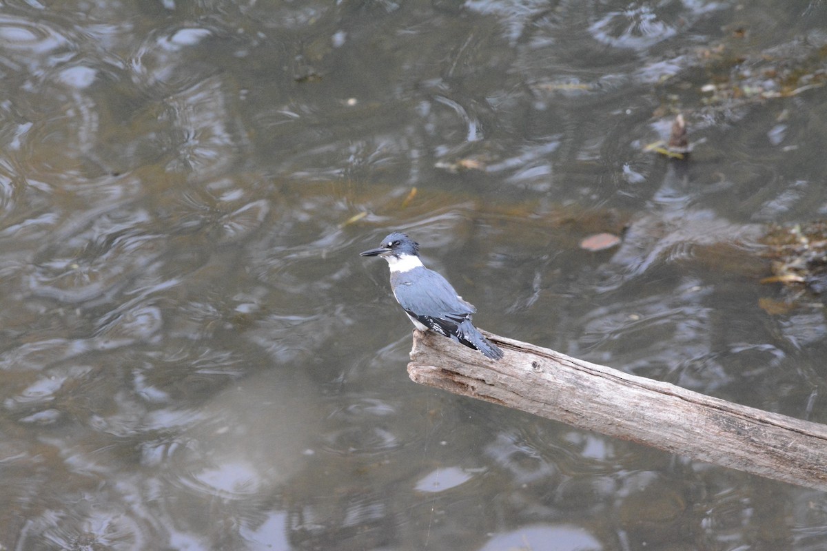 Belted Kingfisher - ML611418550