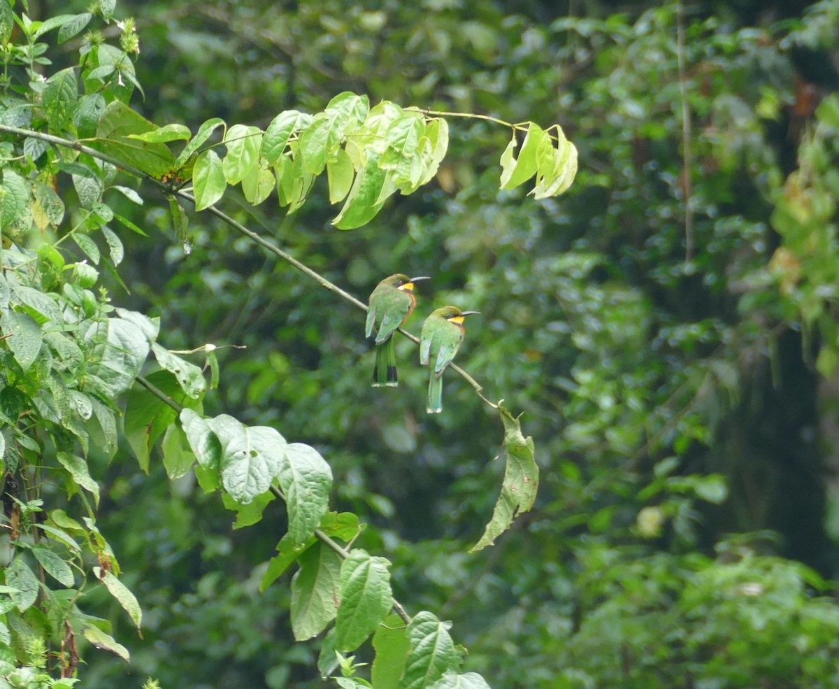 Cinnamon-chested Bee-eater - ML611418582