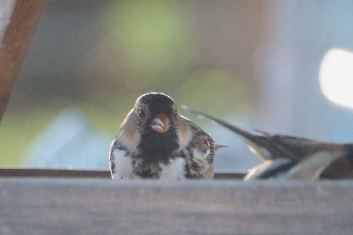 eBird Checklist 21 Nov 2023 Sauvie Isl. Wildlife Area HQ. 18220
