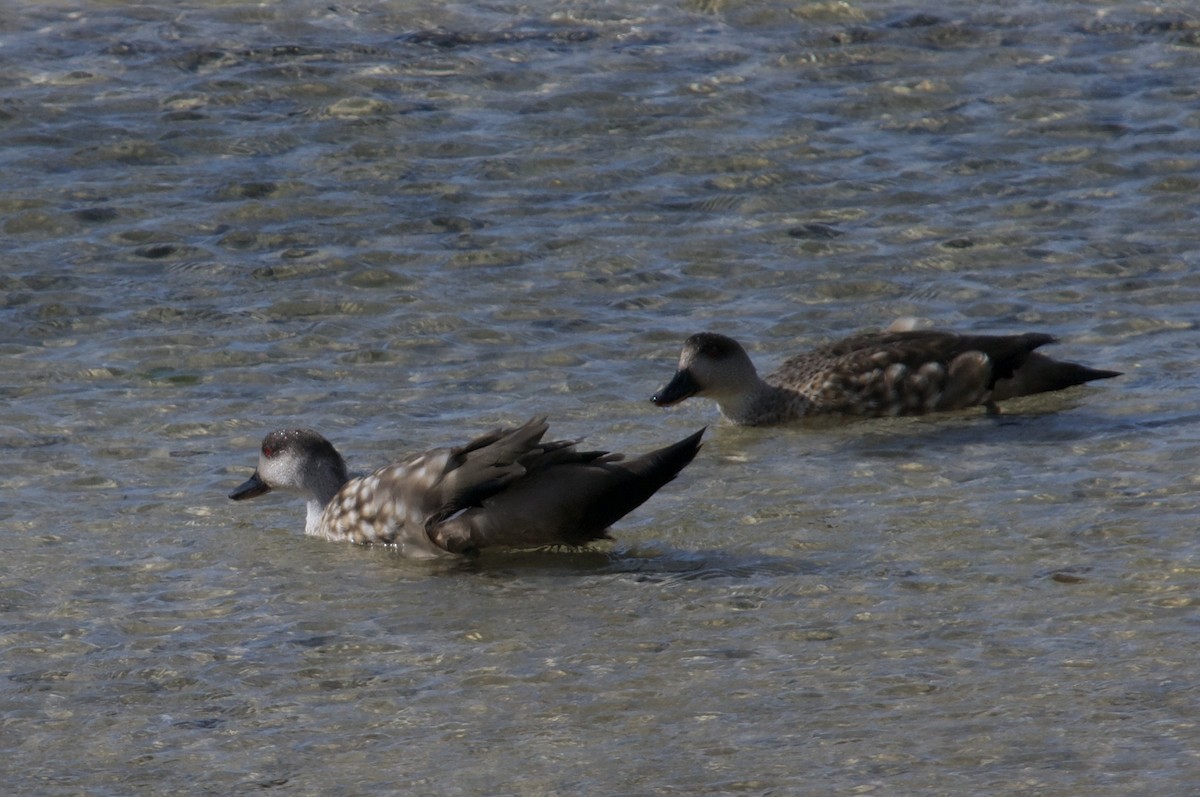 Crested Duck - ML611419300