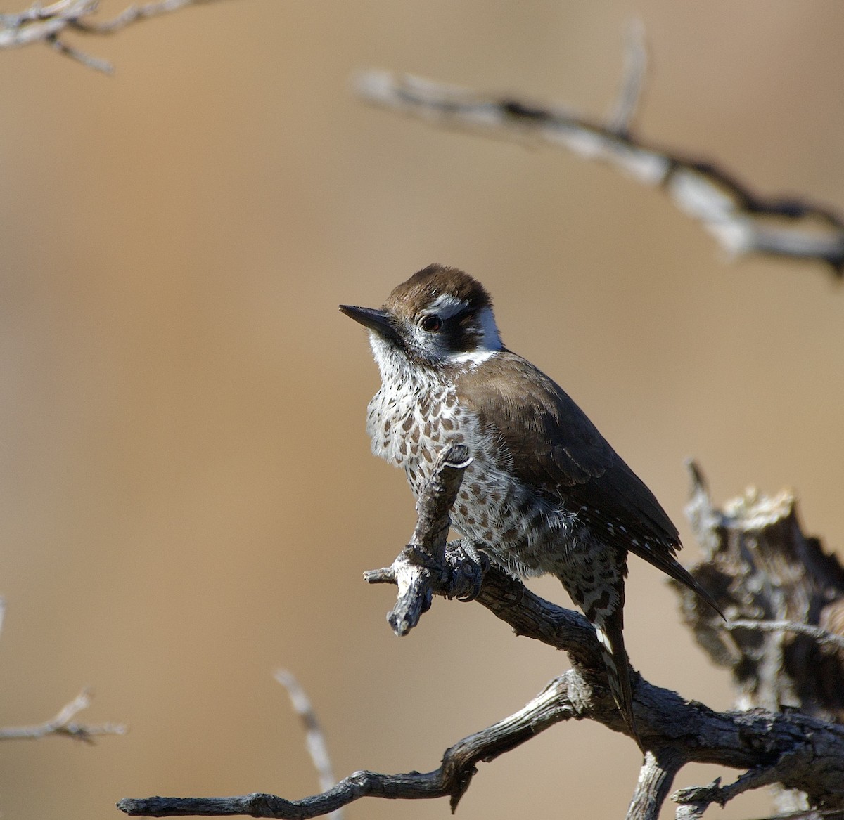 Arizona Woodpecker - ML611419371