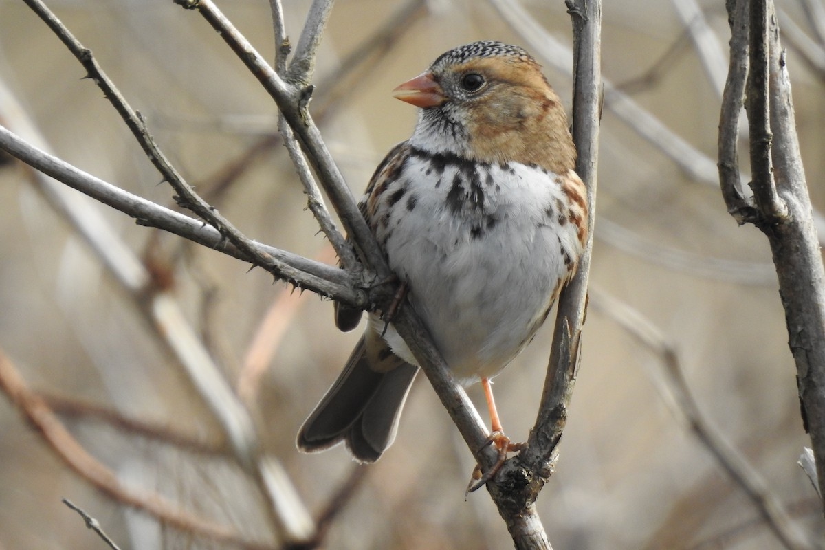 Harris's Sparrow - ML611419399