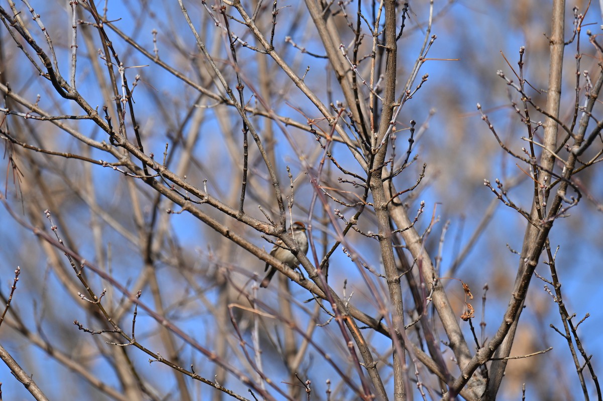 American Tree Sparrow - ML611419461