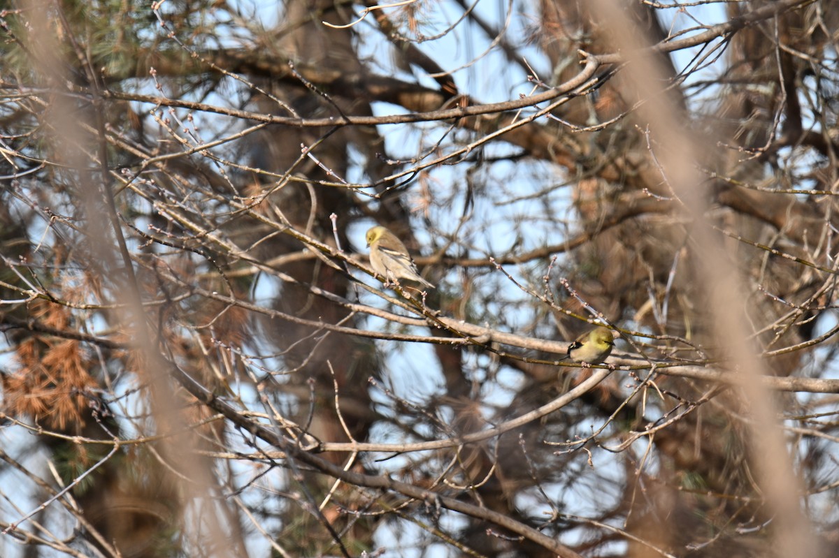 American Goldfinch - france dallaire