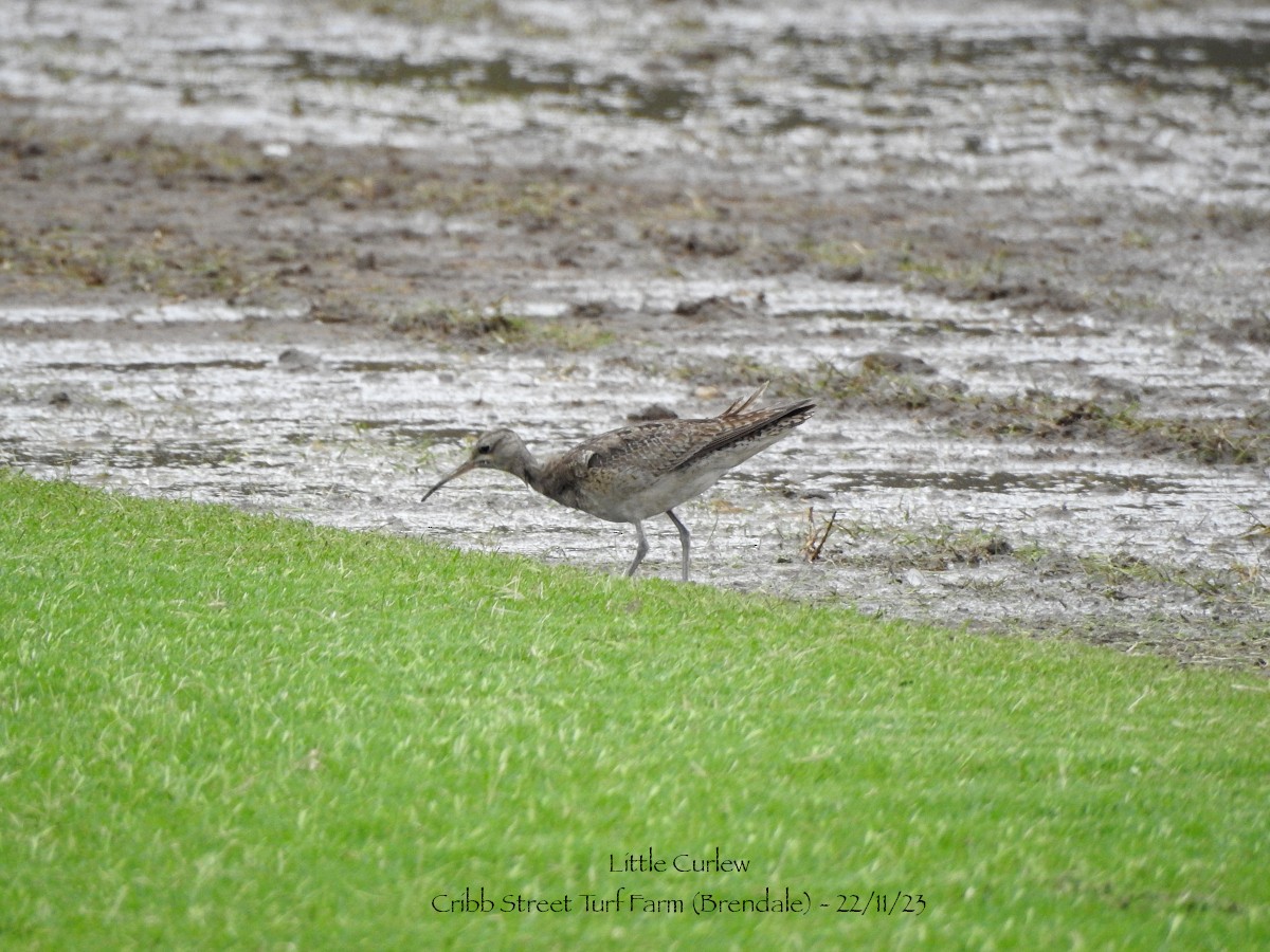 eBird Australia Checklist - 22 Nov 2023 - Greenfield Turf, Brendale - 4 ...