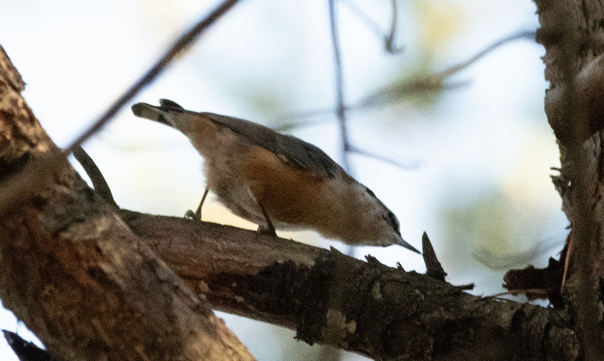 Red-breasted Nuthatch - ML611419587